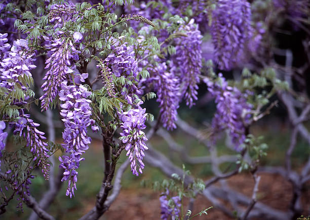 glicínia, jardim botânico de brooklyn - wisteria imagens e fotografias de stock