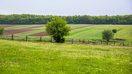 agricultural landscape of spring arable and green meadow in Ukrainian village