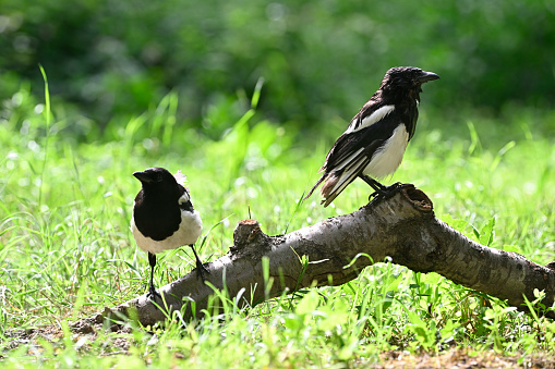 European magpie (Pica pica)