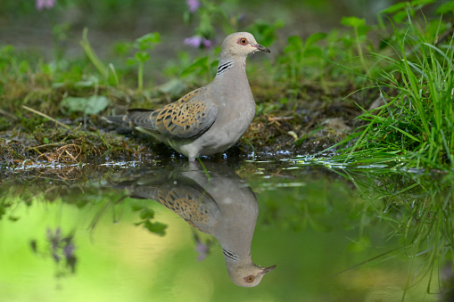 European turtle dove mirrored