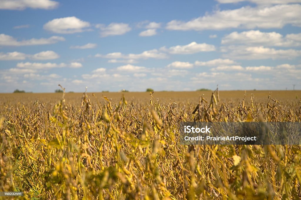 Panorama di campo di soia - Foto stock royalty-free di Agricoltura
