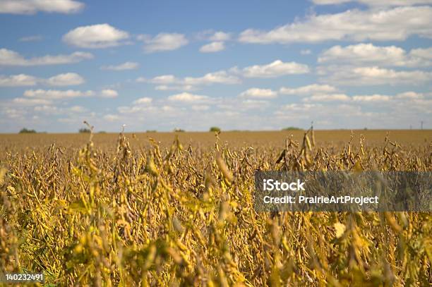 Panorama Di Campo Di Soia - Fotografie stock e altre immagini di Agricoltura - Agricoltura, Campo, Fagiolo di soia