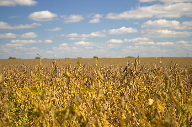 paisagem de campo de soja - nebraska midwest usa farm prairie imagens e fotografias de stock