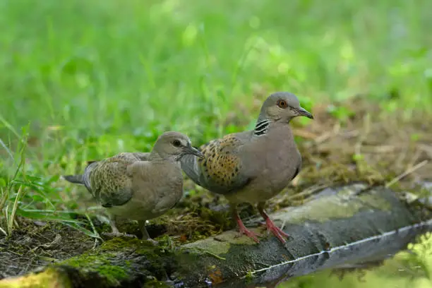 Photo of European turtle dove (Streptopelia turtur)