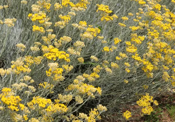 Bush of many small yellow flowers of Helichrysum italicum also called ELICRISO in Italian language