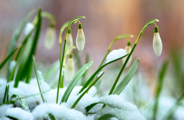 istock Snowdrop blooming in early spring. Galanthus nivalis, snowdrop or common snowdrop. 1402325395