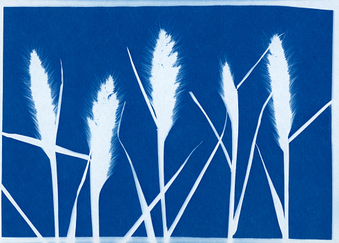 Cyanotype print of rabbitfoot grass, Polypogon monspeliensis.