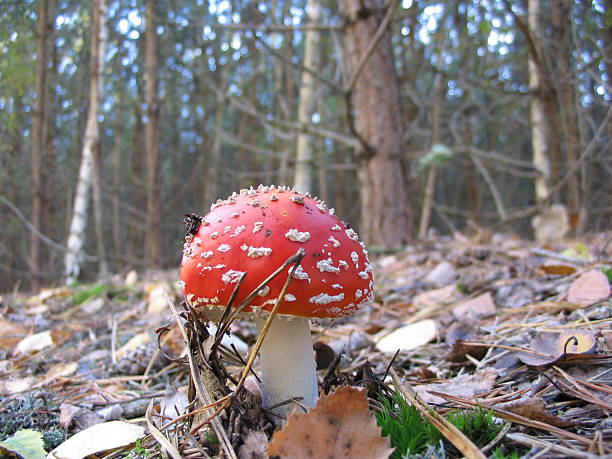 Mushroom stock photo