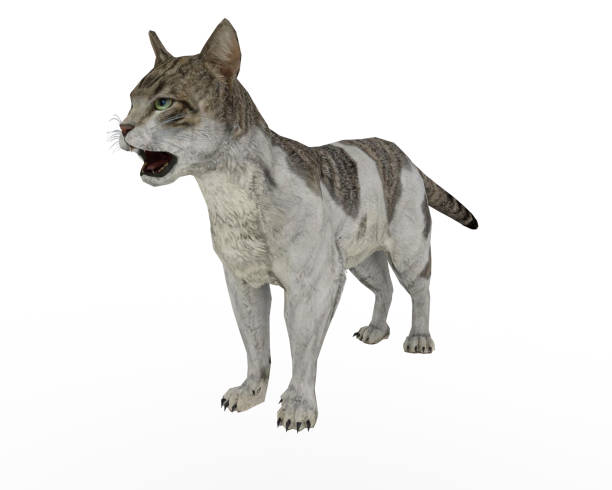istock This is a cat and animal 1402326487