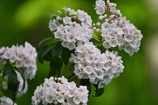 Mountain laurel flowers and defocused background. Taken in Connecticut, where this is the state flower.