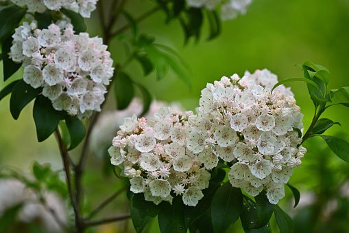 Mountain laurel flowers close-up with copy space and defocused background. Taken in Connecticut, where this is the state flower.