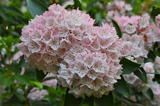 Pink mountain laurel flowers close-up. Taken in Connecticut, where this is the state flower.