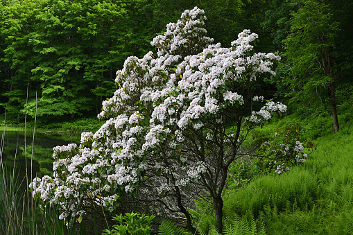 Isolated mountain laurel shrub blooming on bank of beaver pond in Connecticut, where this is the state flower, at the height of spring