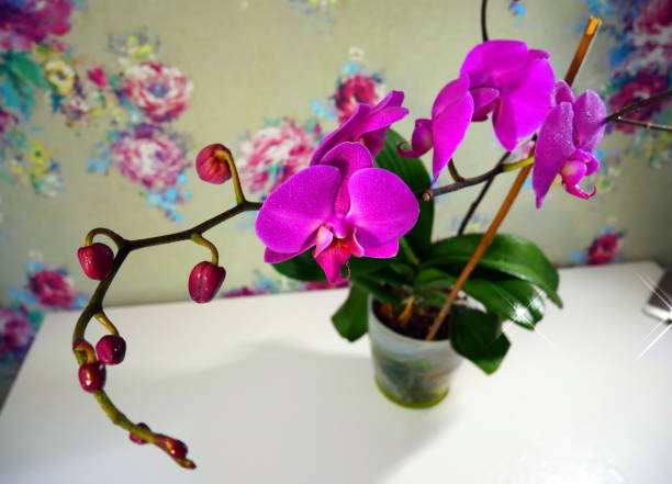 The red orchid is blooming. The red orchid is blooming. Orchid on the windowsill cattleya magenta orchid tropical climate stock pictures, royalty-free photos & images