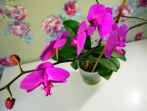 czerwona orchidea kwitnie. - invitation tea flower bouquet zdjęcia i obrazy z banku zdjęć