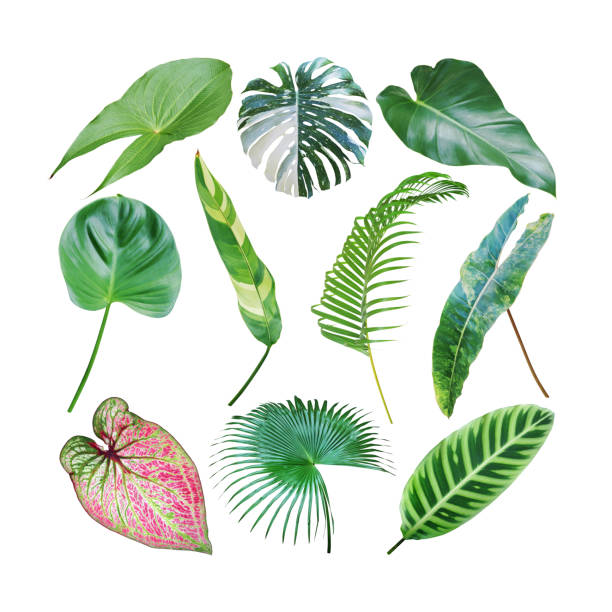 istock Set of Tropical Leaves Isolated on White Background with Clipping Path 1402328568