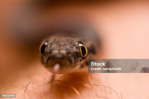 Bambini Primo Piano In Pitone - Fotografie stock e altre immagini di Animale - Animale, Animale a sangue freddo, Australia