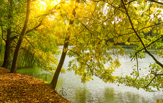 Autumn picturesque landscape with yellow leaves, lake view.