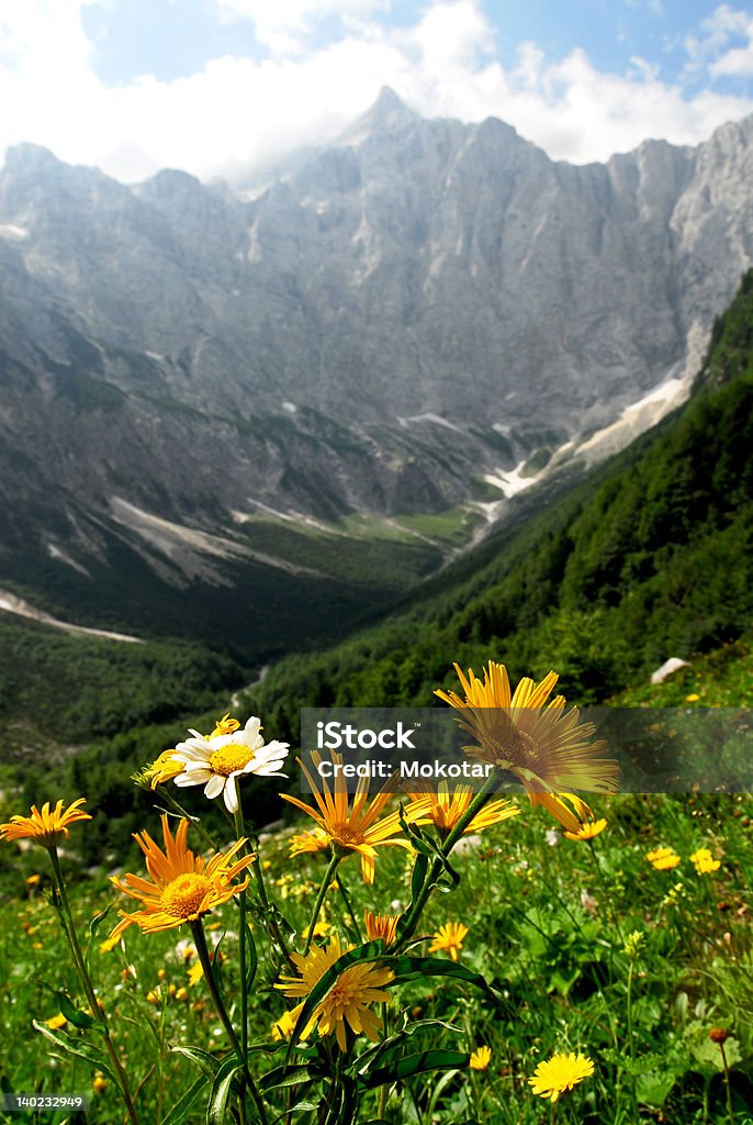 Mountain flower Flower Stock Photo