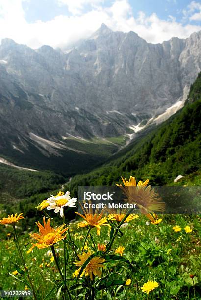 Mountain Flower Stock Photo - Download Image Now - Flower, Mountain, National Park