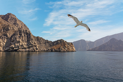 Oman fjord with flying seagull, sea mountain landscape