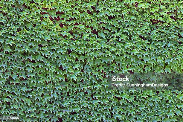 Photo libre de droit de Il Vous Suffit De Lierre banque d'images et plus d'images libres de droit de Couleur verte - Couleur verte, Croissance, Feuille