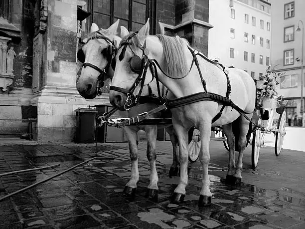 Traditional wedding coach (Fiaker) in Vienna, Austria.
