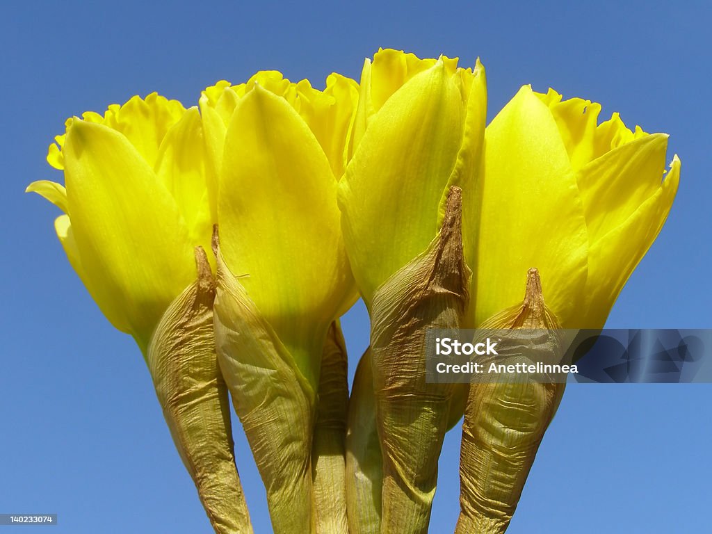 daffodils - Royalty-free Amarelo Foto de stock