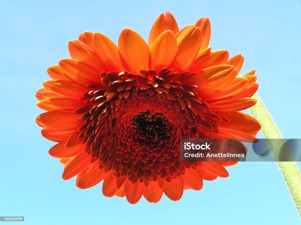 gerbera rojo - Foto de stock de Aire libre libre de derechos