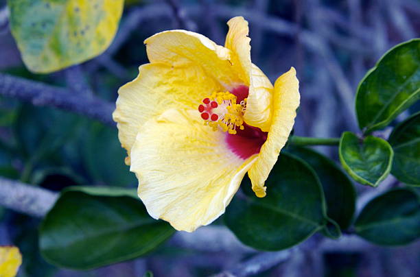 Yellow and Red Hibiscus. from the Virgin Islands stock photo