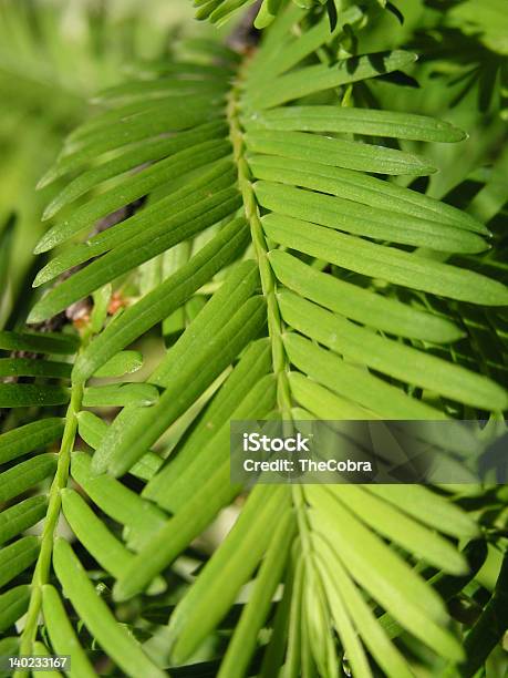 Sequoia Leaf Stock Photo - Download Image Now - Fern, Green Color, Leaf