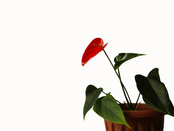 istock Anthurium flower in a brown pot 1402331783