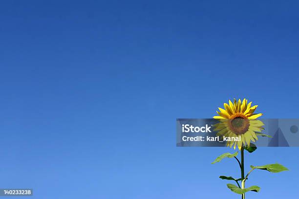 Beautiful Sunflower Stock Photo - Download Image Now - Agricultural Field, Agriculture, Beautiful People