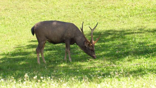 schöne hirsche, die grünes gras im schatten des baumes fressen. sonnenbeschienener rothirsch, cervus elaphus in der sommernatur. wildes tier mit braunem fell beim beobachten auf heufeld. nationalpark. - alberta canada animal autumn stock-fotos und bilder