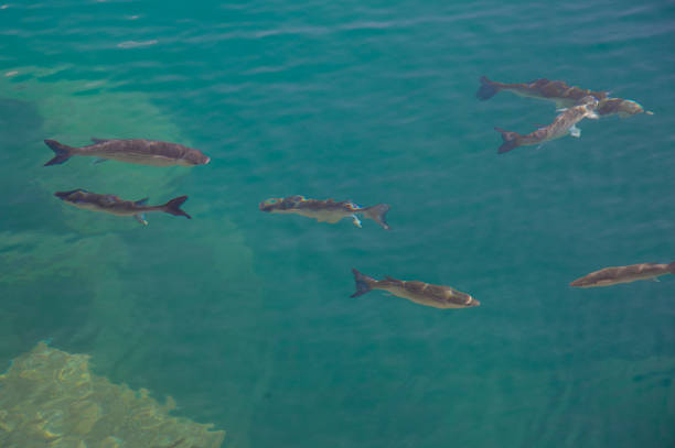 February 03 2022 Puerto de Mogan Canary Island , fish seen in the clean blue water of the harbour and swimming in schools
