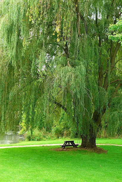 Weeping Willow by the Stream - A single picnic table sits in the shade of a huge old weeping willow tree in the lushness of summer.