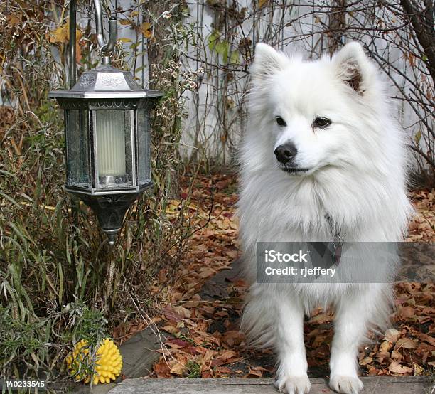 American Eskimo Stolz Stockfoto und mehr Bilder von Blumenbeet - Blumenbeet, Fotografie, Hausgarten