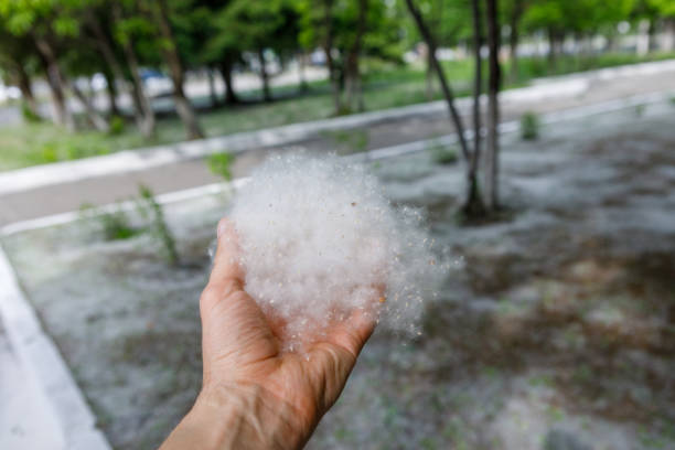 istock White poplar fluff lies on his arm. Allergy concept 1402335483