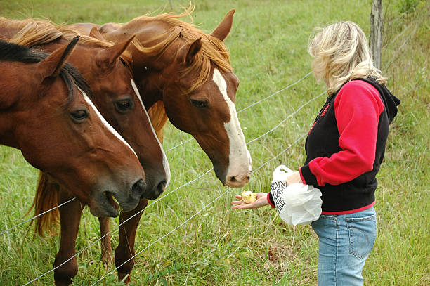 snack zeit für pferde - three objects three people three animals apple stock-fotos und bilder