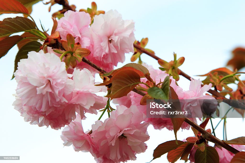 Branches of Pink Hanging pink and white springtime blossoms and buds Beauty Stock Photo