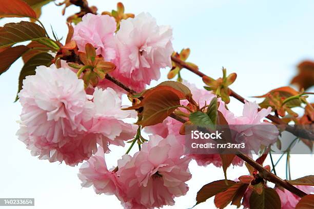 Branches Of Pink Stock Photo - Download Image Now - Beauty, Beauty In Nature, Blossom