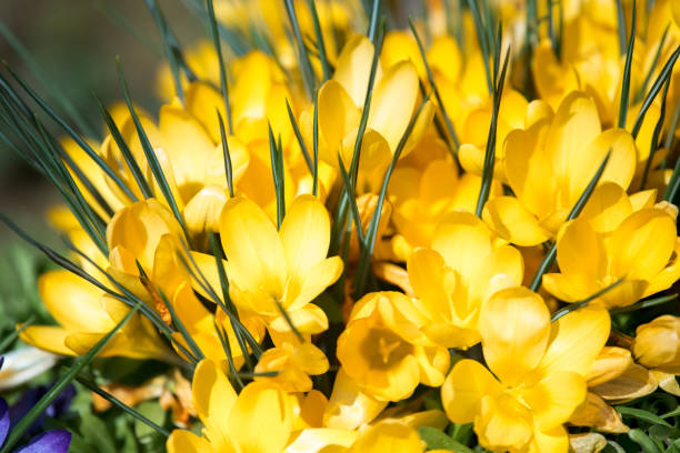 açafrão amarelo crescendo lá fora. vista para a magia florescendo flores da primavera crocus sativus. - macro close up sunflower france - fotografias e filmes do acervo