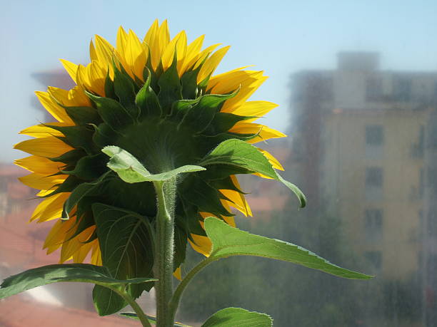 Sunflower in the city stock photo