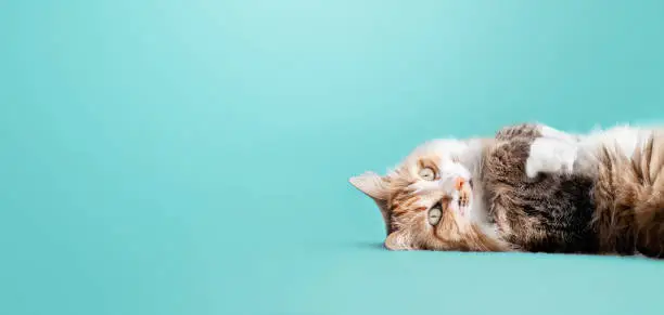 Photo of Cute cat lying on back with paws up on colored background.