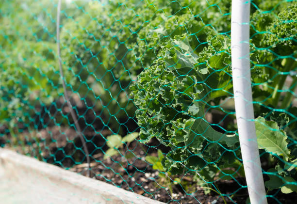 Brassica vegetables with under mesh as protection from Cabbage White Butterfly. Group of mature Starbor Kale plants. Selective focus.