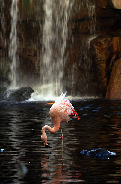 Flamingo and waterfall stock photo