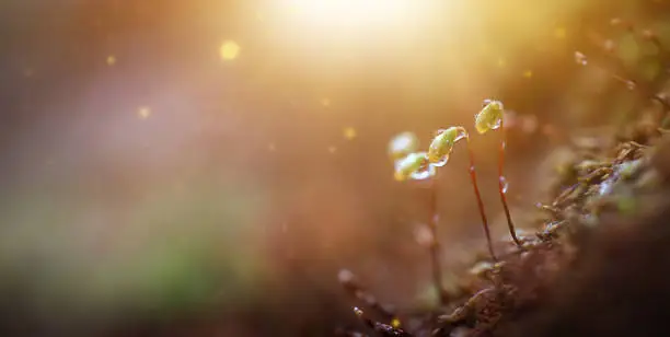 Photo of sprouts with dew making their way to the morning sun