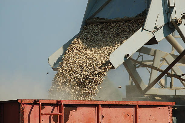 Loading Peanuts Peanuts being loaded from a combine into a farm wagon peanut crop stock pictures, royalty-free photos & images