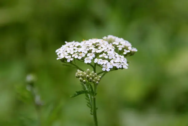 Yarrow, scientific name Achillea millefolium, wild flowers, close-up, seen in Latourette Park, Staten Island, NY, USA