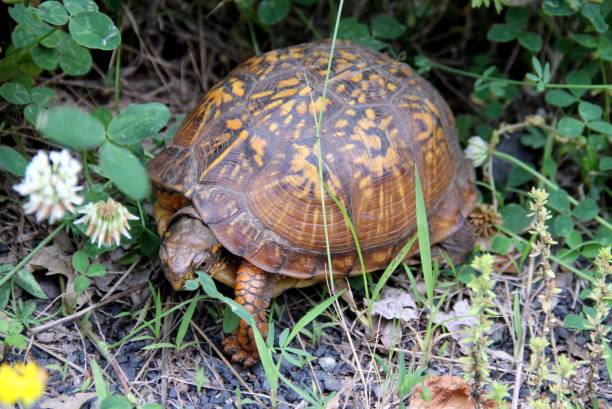 istock Eastern box turtle, seen in Latourette Park, Staten Island, NY 1402339086